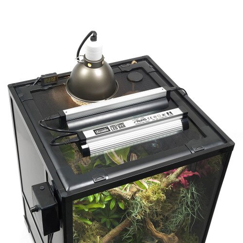 Glass Terrarium Mesh Top Set up